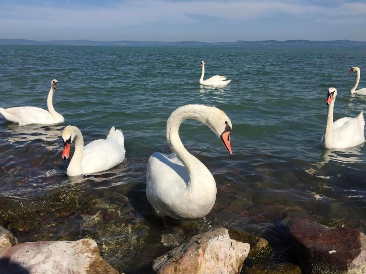 Apartmán Zawia Apartman Balatonföldvár Exteriér fotografie