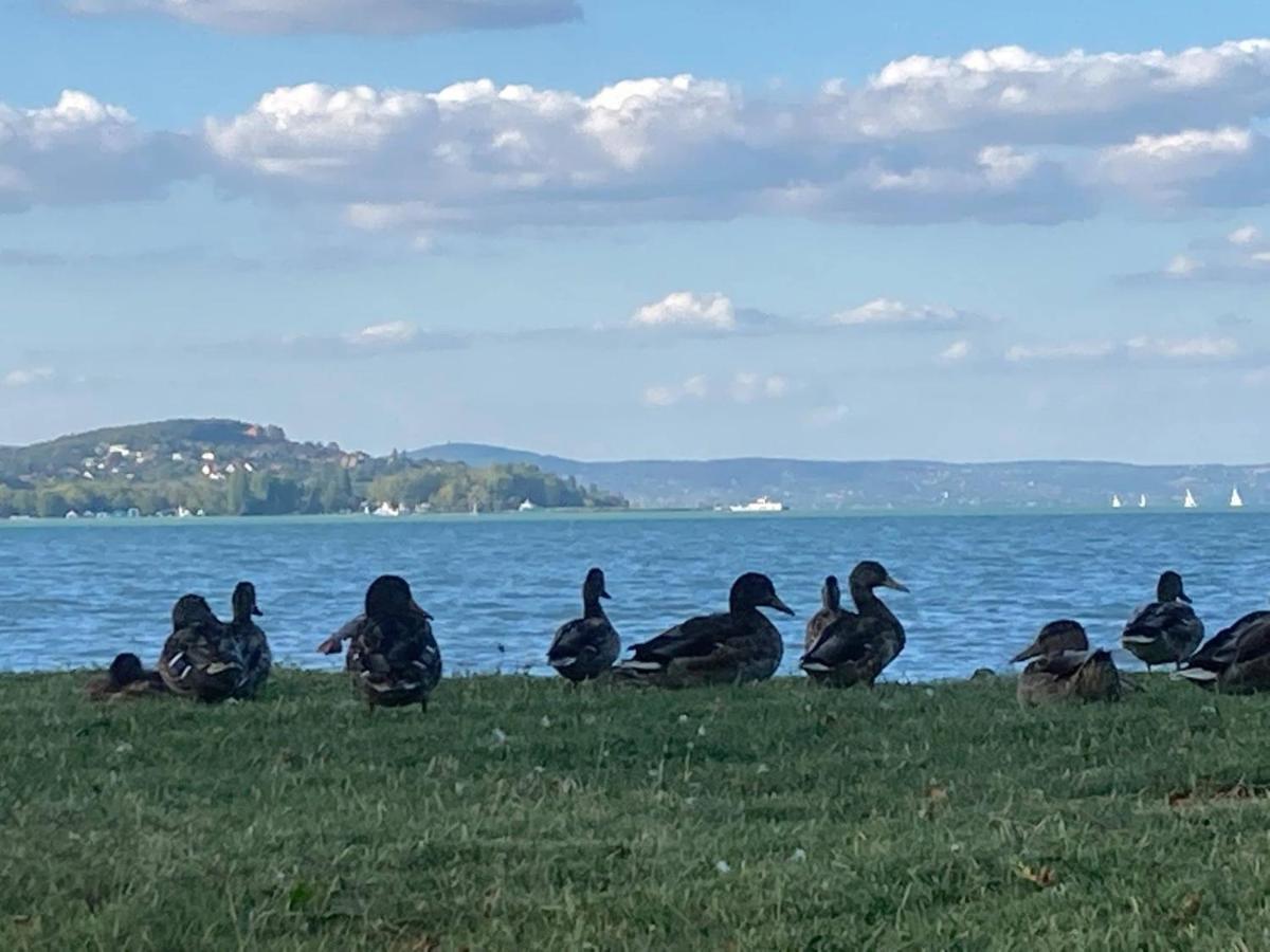 Apartmán Zawia Apartman Balatonföldvár Exteriér fotografie